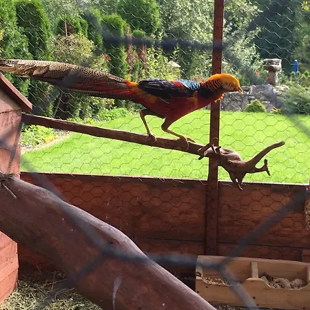 Oda ve Kahvaltı Gronik