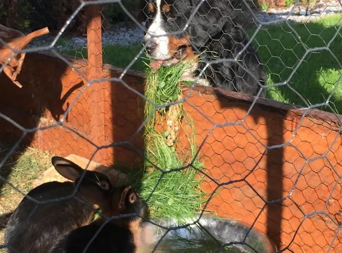 לינה וארוחת בוקר Gronik זקופאנה